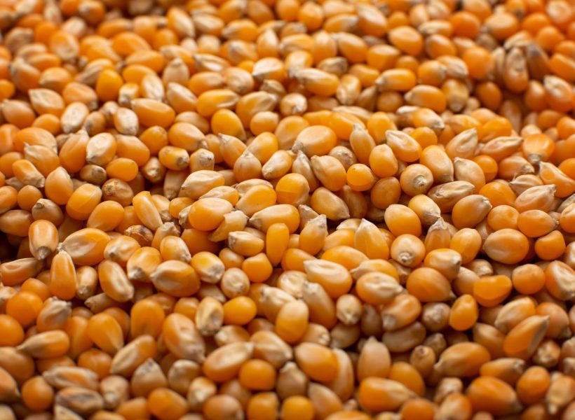 dry-raw-corn-kernels-for-making-popcorn-food-backg-2023-11-27-04-50-12-utc-min